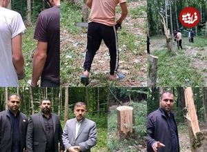 قطع ۶۴ درخت در ساری به دلیل انتقام جویی شخصی