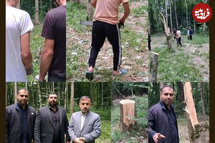 قطع ۶۴ درخت در ساری به دلیل انتقام جویی شخصی