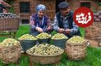 ببینید؛ غذای روستایی در آذربایجان؛ برداشت توت سفید و پخت مربا و شیرینی با آن