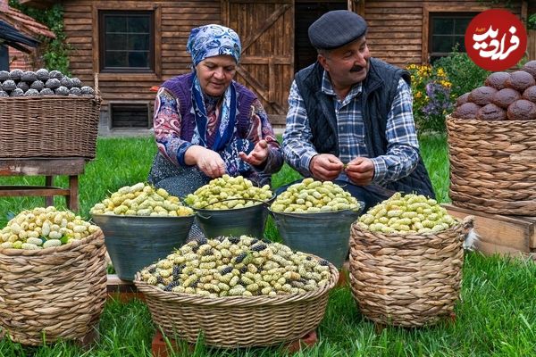 ببینید؛ غذای روستایی در آذربایجان؛ برداشت توت سفید و پخت مربا و شیرینی با آن