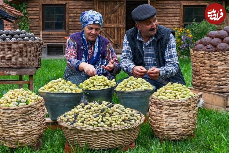 ببینید؛ غذای روستایی در آذربایجان؛ برداشت توت سفید و پخت مربا و شیرینی با آن
