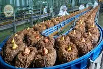 ببینید| چگونه میلیون ها گیاه کنجاک در ژاپن برداشت شده و به اسفنج تبدیل می‌شود؟