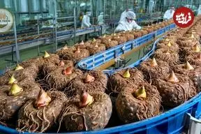 ببینید| چگونه میلیون ها گیاه کنجاک در ژاپن برداشت شده و به اسفنج تبدیل می‌شود؟