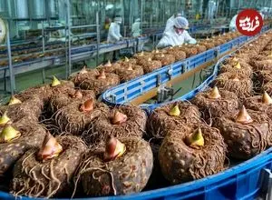 ببینید| چگونه میلیون ها گیاه کنجاک در ژاپن برداشت شده و به اسفنج تبدیل می‌شود؟