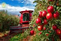 ببینید| نگاهی به مراحل برداشت و فرآوری سیب از باغ های نیوزلند