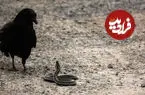 ببینید| لحظه شکار یک مار توسط کلاغ