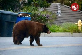 ببینید؛ استقرار نیروهای ارتش ژاپن برای جنگ با خرس‌ها