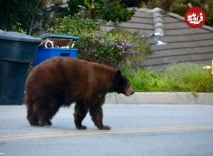 ببینید؛ استقرار نیروهای ارتش ژاپن برای جنگ با خرس‌ها