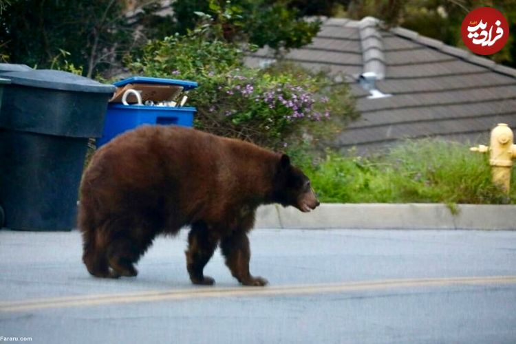 ببینید؛ استقرار نیروهای ارتش ژاپن برای جنگ با خرس‌ها