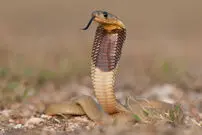 ۱۰ جانور عجیب و خارق العاده ای که در هیچ دسته بندی سنتی حیات وحش جای نمی گیرند