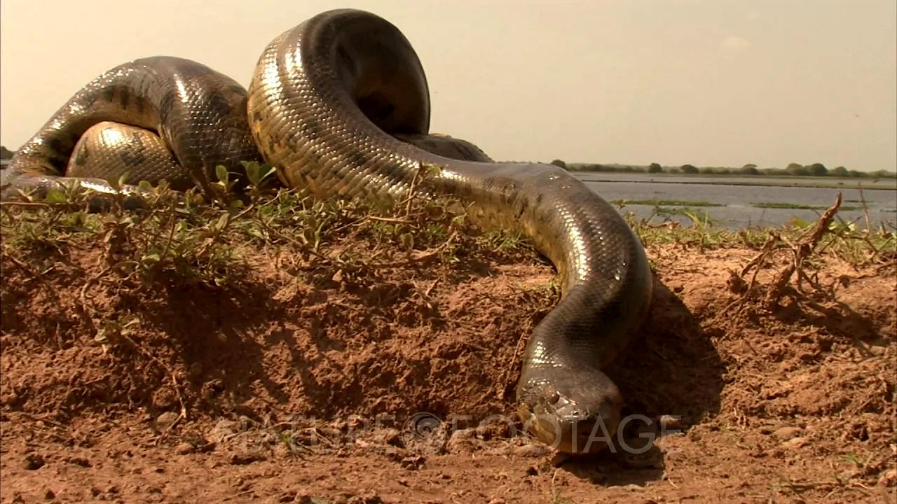 (ویدئو) نمای حیرت انگیز از بزرگترین مار آناکوندای جهان در آمازون