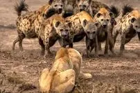 (ویدئو) وقتی گله کفتارها، شیر را تنها گیر می‌آورند
