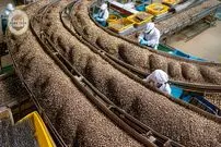 ببینید| چگونه صدها تن دانه چیا با فناوری مدرن کشت و برداشت می‌شوند؟