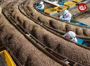 ببینید| چگونه صدها تن دانه چیا با فناوری مدرن کشت و برداشت می‌شوند؟