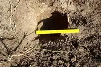 کوزۀ پر از سکّه‌های عثمانی که از زیر حیاط زندان بیرون آمد