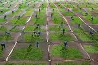 ببینید| مراحل برداشت و تولید چای در تایلند و تولید پودر فلفل قرمز در ترکیه