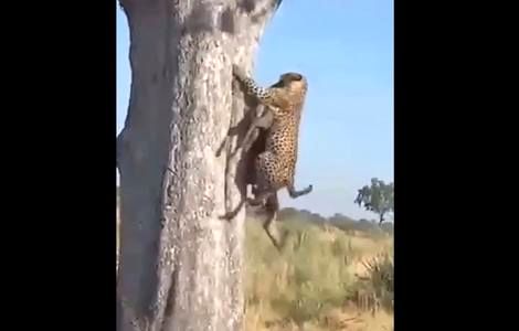 ( ویدیو) تلاش ناموفق پلنگ برای بالا بردن شکار روی درخت 