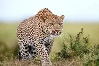 ببینید؛ نبرد جسورانه سگ خانگی با پلنگ مقابل لنز دوربین مداربسته!