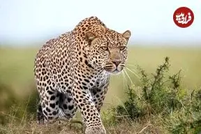 ببینید؛ نبرد جسورانه سگ خانگی با پلنگ مقابل لنز دوربین مداربسته!