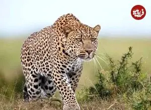 ببینید؛ نبرد جسورانه سگ خانگی با پلنگ مقابل لنز دوربین مداربسته!