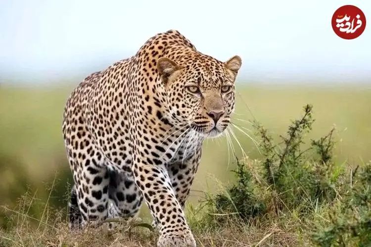 ببینید؛ نبرد جسورانه سگ خانگی با پلنگ مقابل لنز دوربین مداربسته!