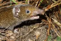 تصاویر؛ 5 موجود عجیبی که به تازگی کشف شده اند!