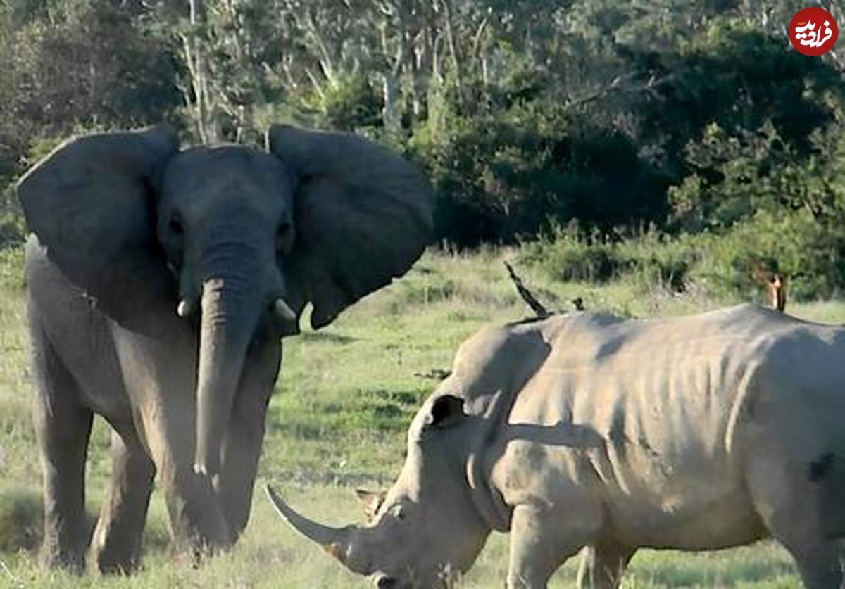 ( ویدیو) کمیاب ترین صحنه حیات وحش ، درگیری کرگدن و فیل 