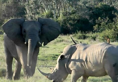 ( ویدیو) کمیاب ترین صحنه حیات وحش ، درگیری کرگدن و فیل 