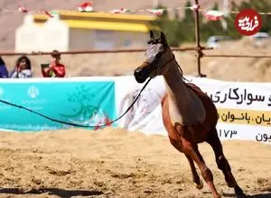 تصاویر| جشن خانوادگی و نمایش اسب‌های فاخر یزد