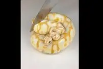 ( ویدیو) کیک هایی به اشکال مختلف که باورتان نمی شود واقعی باشد 