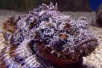 ( ویدیو) نیش زدن وحشتناک ماهی سنگی از نمای نزدیک!