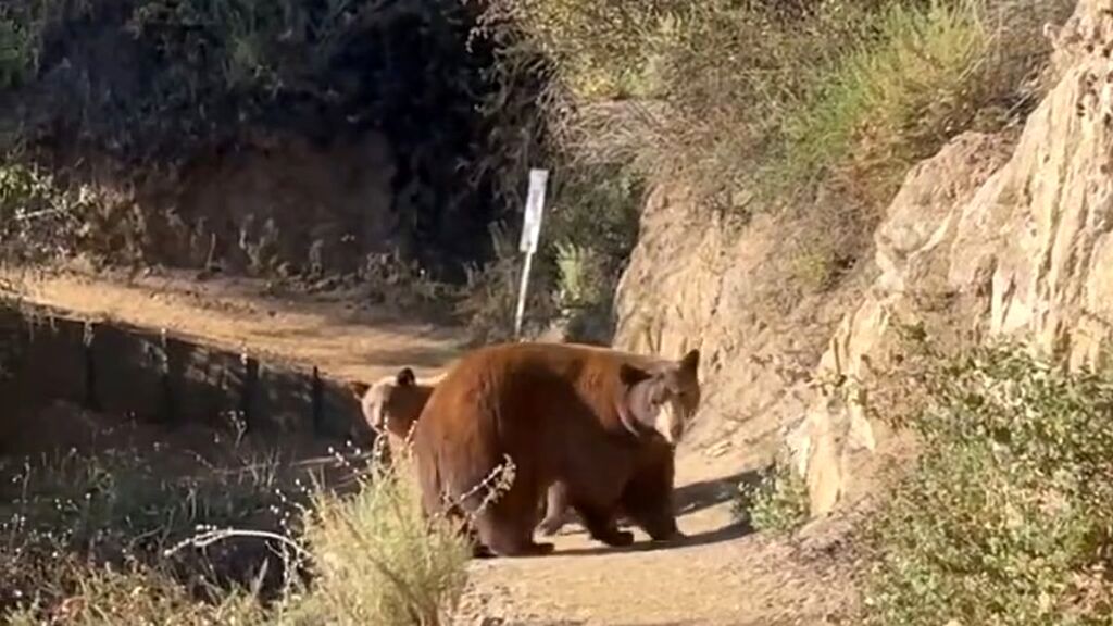 (ویدیو) لحظه ترسناک مواجهه‌ی ناگهانی دونده‌ با یک خرس و توله‌هایش 
