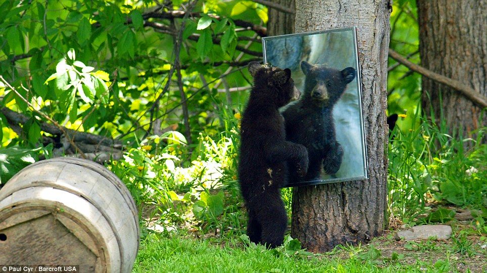 (ویدئو) واکنش جالب خرس سیاه وقتی خودش را در آینه می‌بیند!