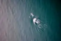 ببینید؛ همکاری دیدنی نهنگ‌ و دلفین در شکار سالمون