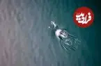 ببینید؛ همکاری دیدنی نهنگ‌ و دلفین در شکار سالمون