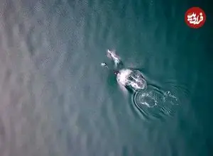 ببینید؛ همکاری دیدنی نهنگ‌ و دلفین در شکار سالمون