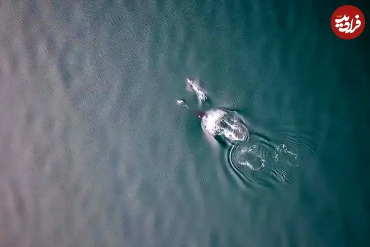 ببینید؛ همکاری دیدنی نهنگ‌ و دلفین در شکار سالمون