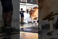 (ویدئو) سومین گاو نر بزرگ آسیا با وزن 1287 کیلوگرم در بنگلادش