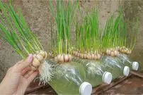 (ویدئو) یک روش خلاقانه برای پرورش و براشت سریع سیر در بطری پلاستیکی 