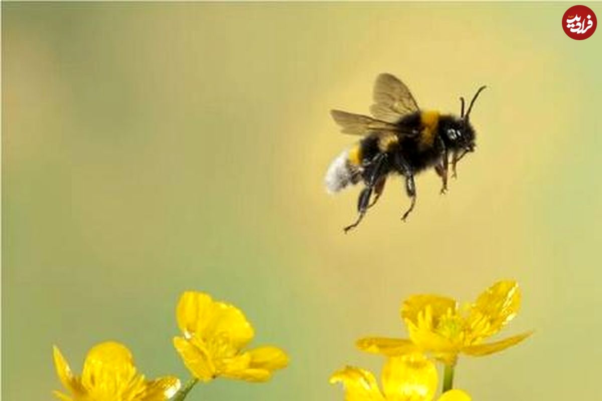 زنبورها جلوی ساخت مرکز داده هسته‌ای هوش مصنوعی متا را گرفتند!