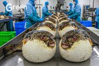 ببینید؛ نگاهی به مزارع پرورش ماهی بادکنکی سمی و تهیه ساشیمی از آن ها در ژاپن