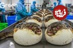 ببینید؛ نگاهی به مزارع پرورش ماهی بادکنکی سمی و تهیه ساشیمی از آن ها در ژاپن