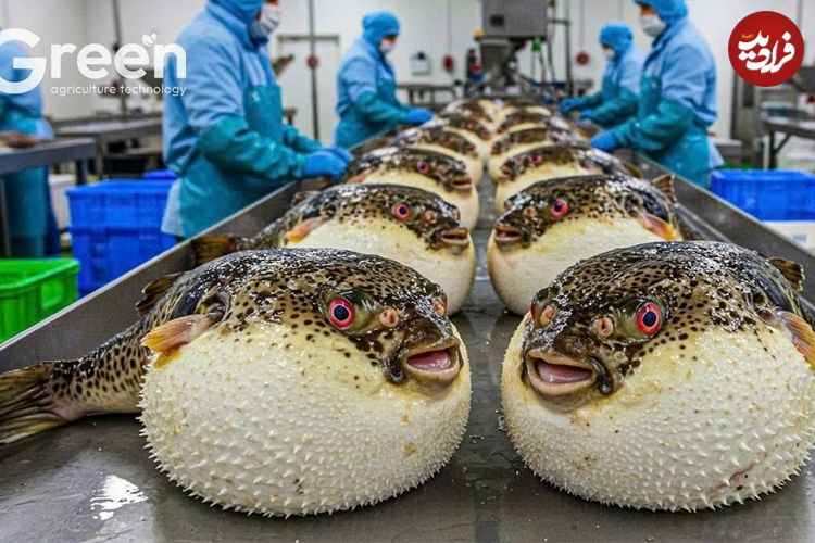ببینید؛ نگاهی به مزارع پرورش ماهی بادکنکی سمی و تهیه ساشیمی از آن ها در ژاپن