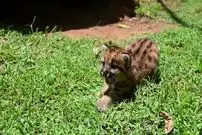 (ویدئو) رونمایی از دو توله پومای متولد شده در اسارت