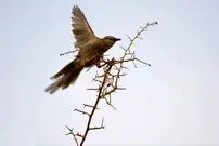 تصاویر حیرت‌انگیز ثبت شده از حضور پرنده لکوی افغان در ایران