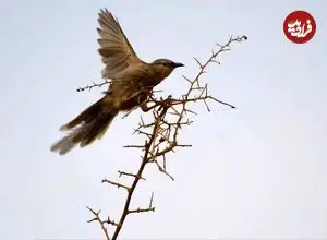 تصاویر حیرت‌انگیز ثبت شده از حضور پرنده لکوی افغان در ایران