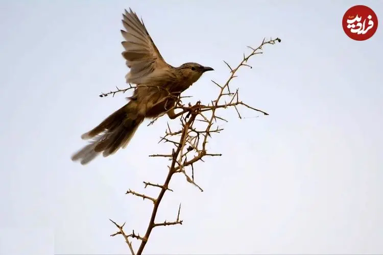 تصاویر حیرت‌انگیز ثبت شده از حضور پرنده لکوی افغان در ایران
