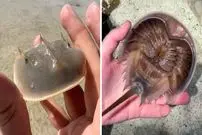 ببینید| خرچنگ نعل اسبی؛ جاندار عجیبی که از زمان دایناسورها منقرض نشده است!