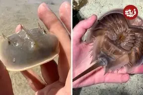 ببینید| خرچنگ نعل اسبی؛ جاندار عجیبی که از زمان دایناسورها منقرض نشده است!