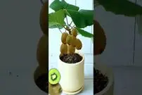 (ویدئو) با این روش جالب و ساده در خانه کیوی بکارید و برداشت کنید